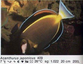 Acanthurus japonicus